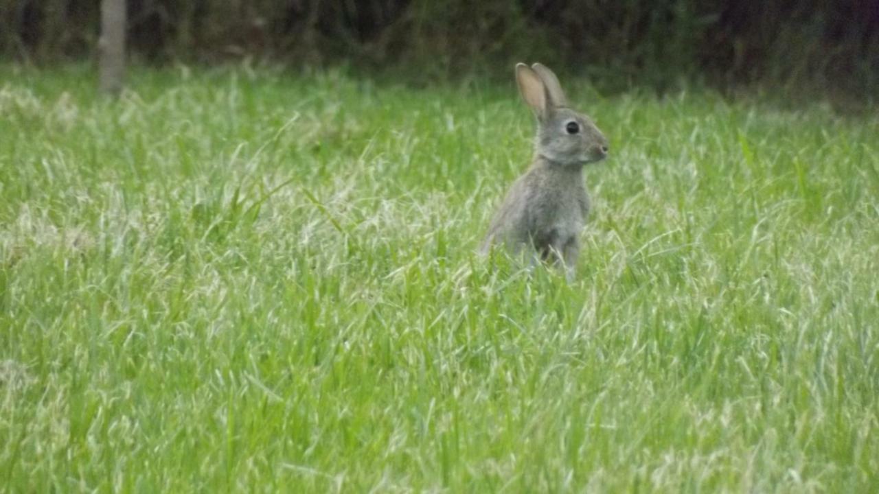 Gite La Baraque Najac Buitenkant foto